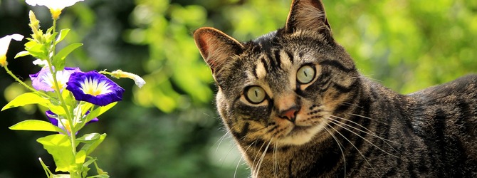 Cat enjoying spring for article on cat enrichment ideas