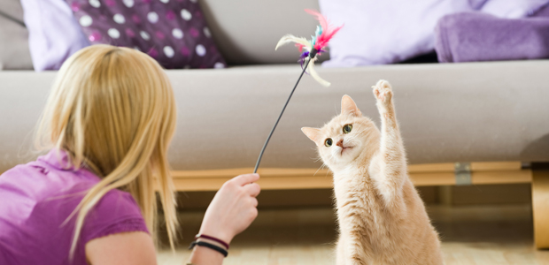 Image of a cat playing for article on benefits of having a cat