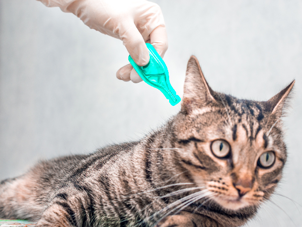 Image of a cat getting treatment for article on how to remove a tick from a cat