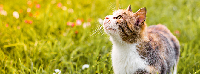 A cat outdoors on a hot summer day