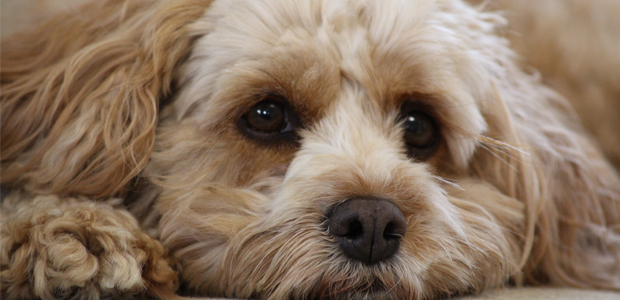 how long does it take to train a cavapoo puppy