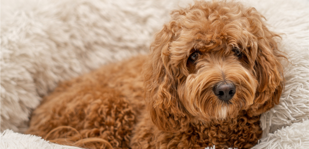 are cavapoos hypoallergenic dogs