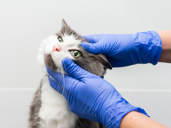 Image of a cat for article on benefits of a cat health plan