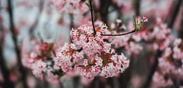 cherry blossom tree