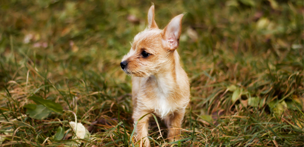 what weight should a chorkie be