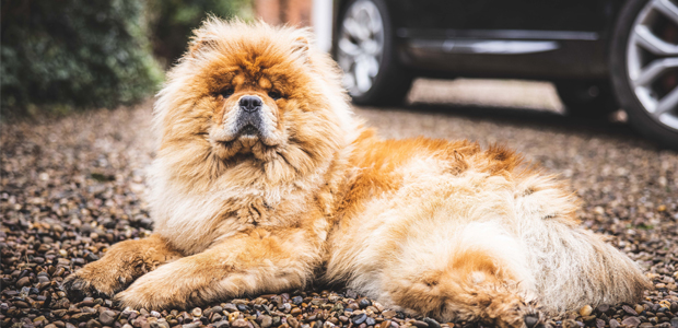 how do you train a chow chow do you poop