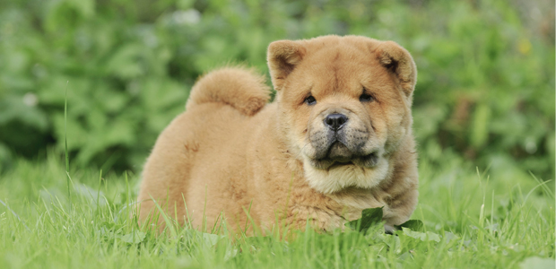 at what age is a chow chow full grown