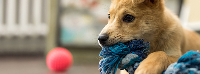 Puppy chewing for article on puppy vaccination schedule