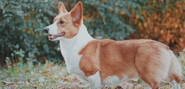 are corgis good lap dogs