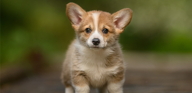 can corgis be left alone