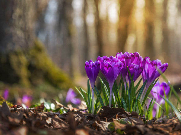 What plants are toxic to cats