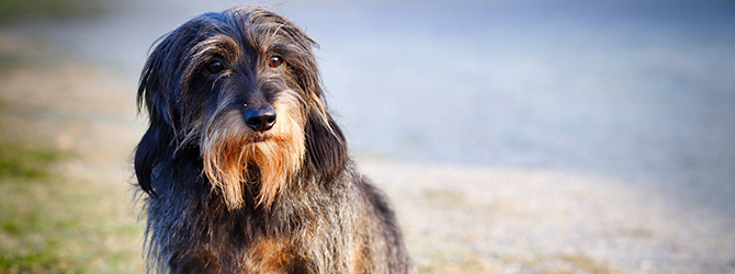 Image of a dog outside for article on symptoms of blocked anal glands in dogs