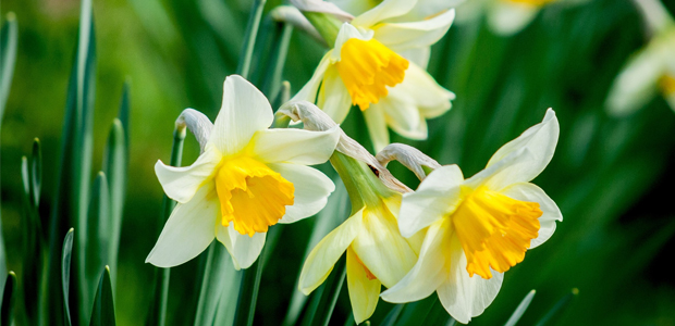 daffodils