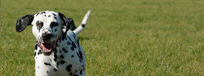 two dalmatians running on a beach