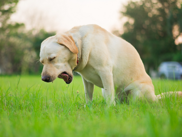 Image of a dog being sick in a park