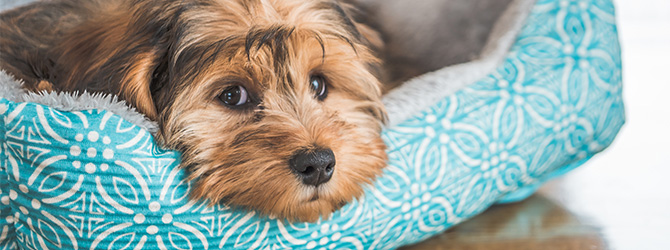 Dog chilling on comfy bed for article on dog body language