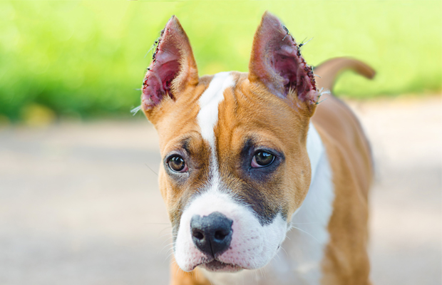 a dog with cropped ears for article on what is ear cropping in dogs