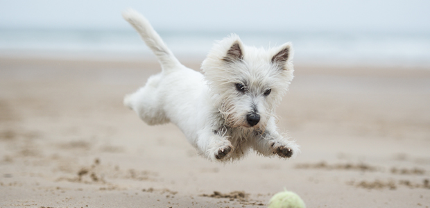 west highland terrier chasing a ball on the beach