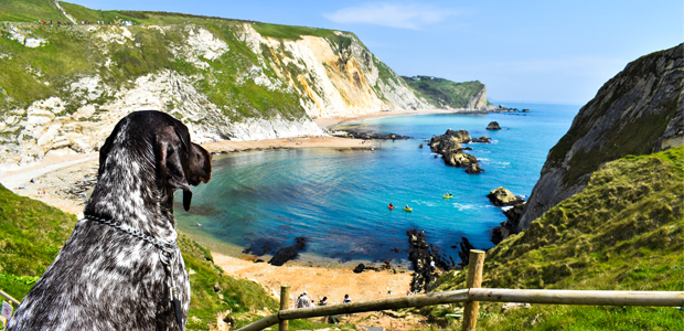 speckled dog overlooking durdle door for article on Dog friendly beaches