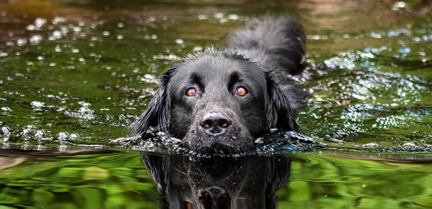 black dog swimming in a river for article on dog holidays