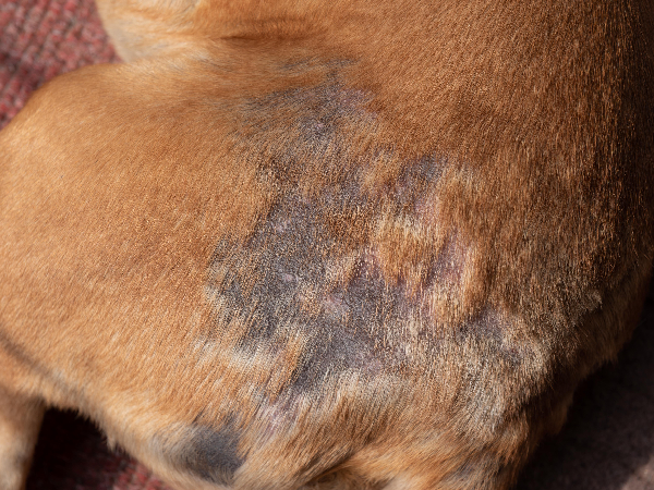 can you see demodex mites on dogs