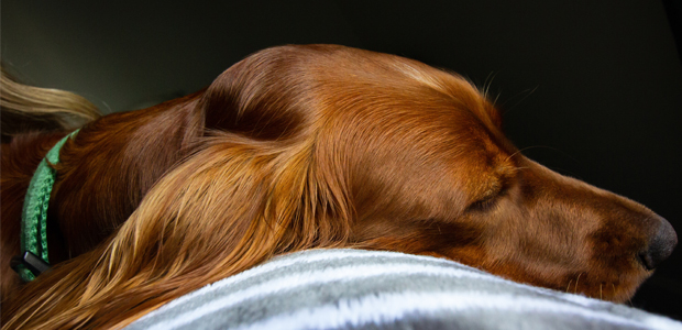 Dog at home and lying on the floor