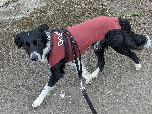 image of beautiful dog for article on dog neutering