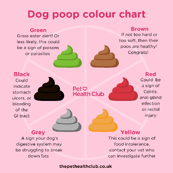 What Colour Is Your Dog's Poo Poop Advice My Family Vets