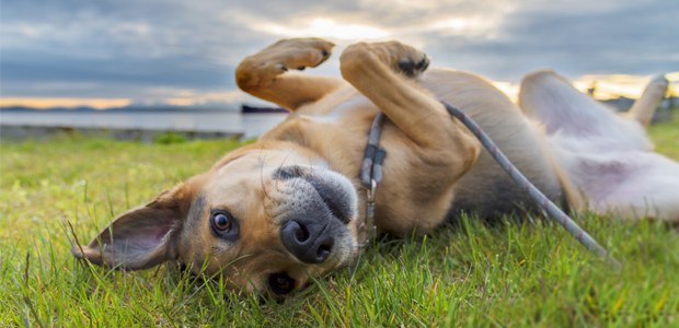 dog rolling in poop