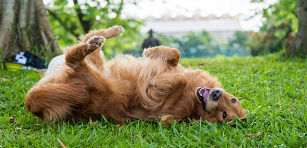 golden retriever rolling in poop