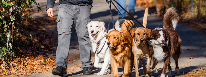 How often should you walk your dog? My Family Vets Search For