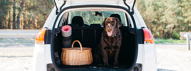 chocolate labrador in back of car