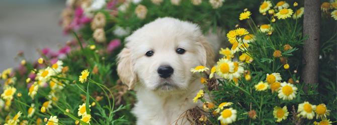 Golden puppy sitting in flowers