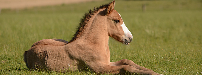 white horse drinking from lake
