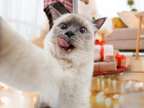 Cat looking into camera for article on cat facts