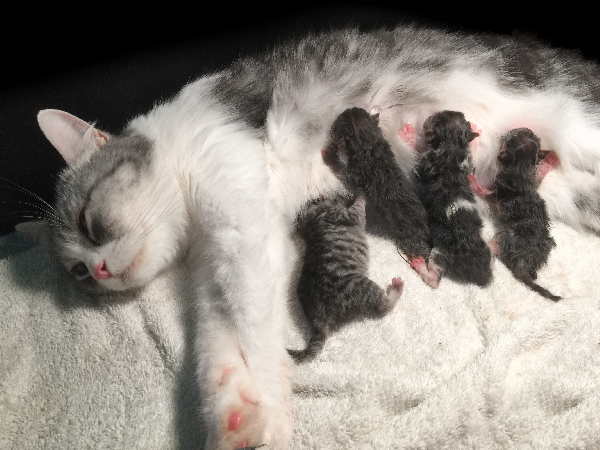 Mother cat and kittens feeding with feline panleukopenia