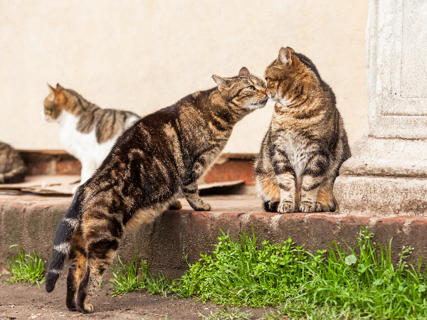 cats at risk of indirect transmission of feline parvovirus