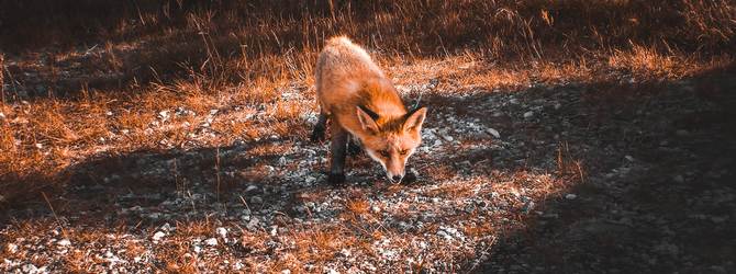 Image of a fox in a field for article on why do dogs roll in fox poo