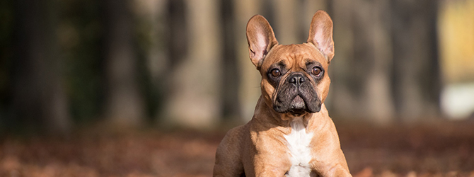 french bulldog on a beach