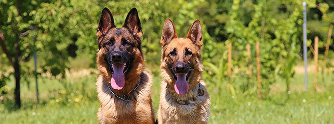 german shepherd sitting on grass with tongue out