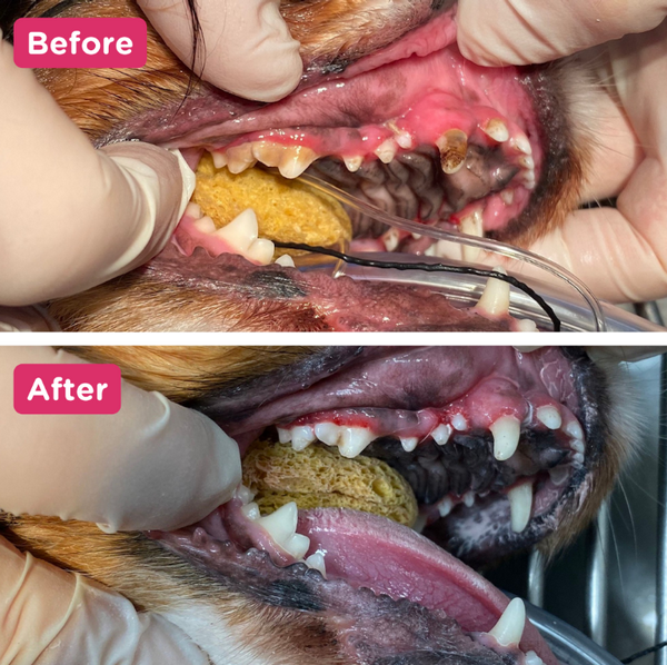 Before and after images of a dog with gingivitis