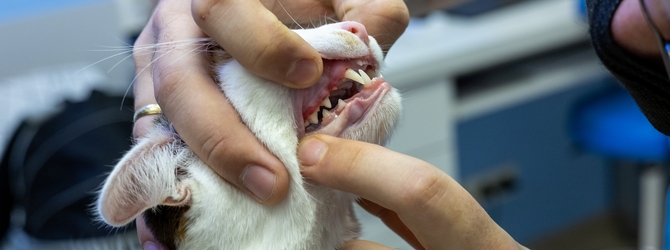 Image of a cat being treated for gingivitis