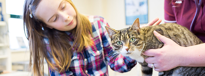 cat covering face with paw