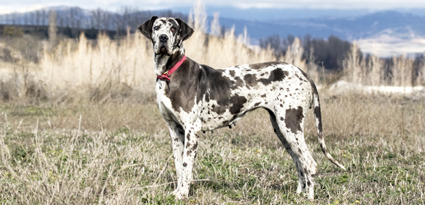 how long do great danes stay puppies