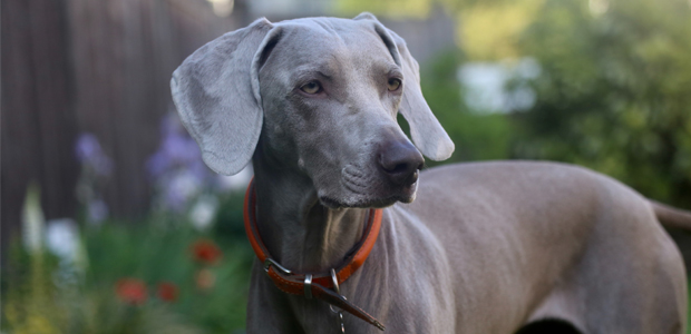 blue great dane