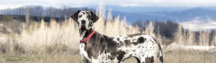 best vitamins for great danes