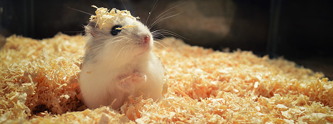 fattening foods for hamsters