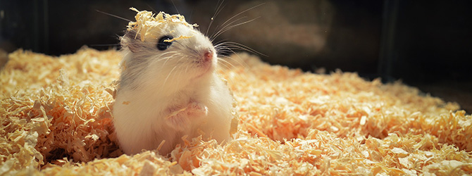 10. Wild hamsters' omnivorous diet, including plants and insects