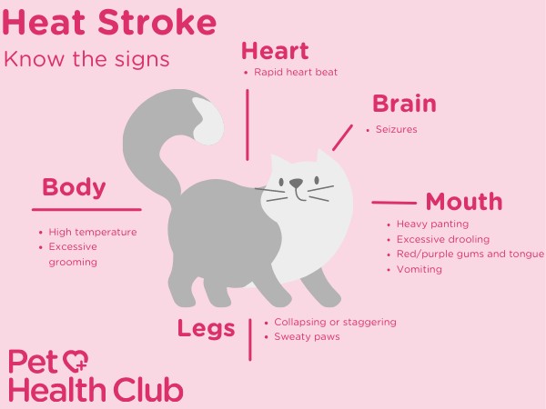 Signs of heat stroke in cats