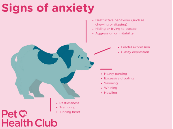 anxiety in dogs